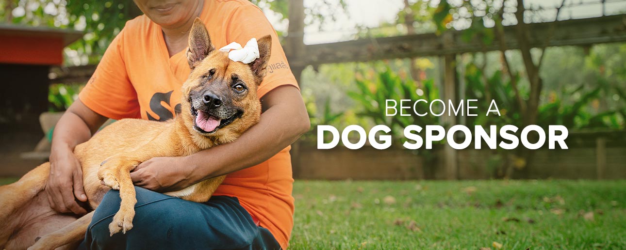 Sponsor a dog