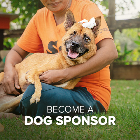 Sponsor a dog