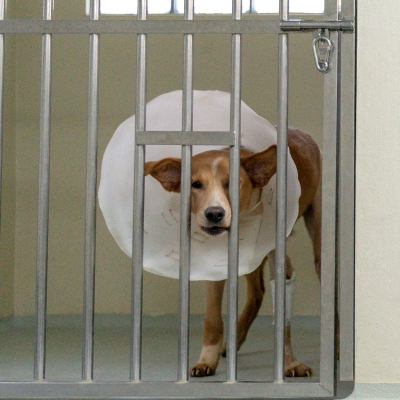 Dog wearing cone
