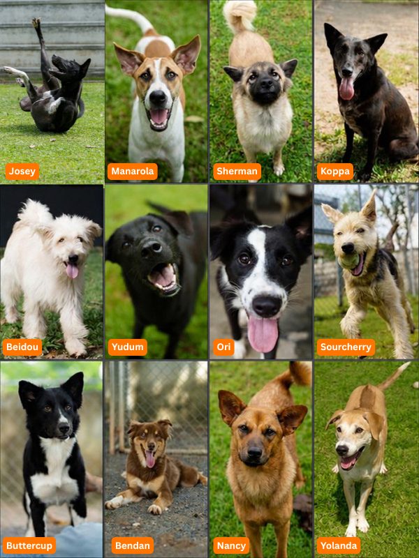 12 doggy mushots