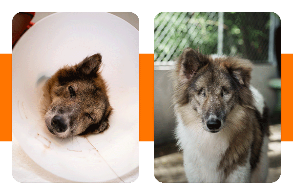 Dog in head cone, and blind dog looking to camera
