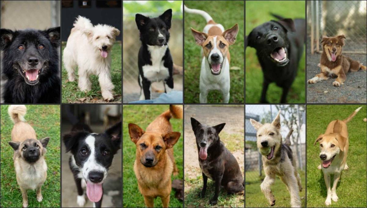 13 dogs