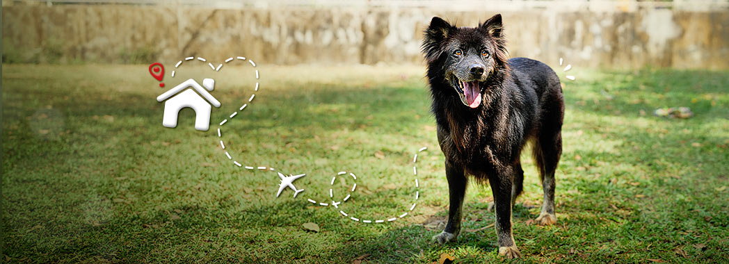 Black dog with house graphic