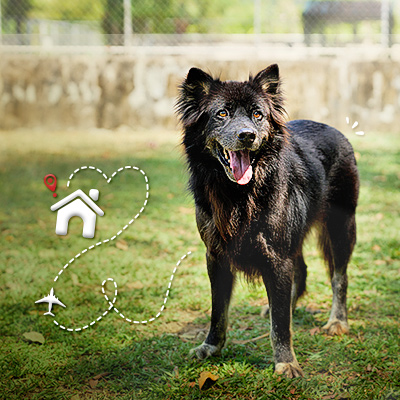 Black dog with house graphic