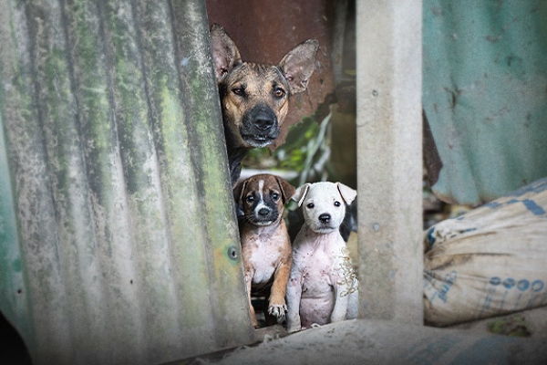 Street Dog and puppies looking at camera