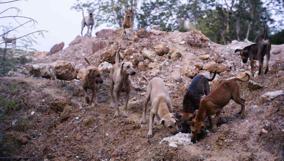 Dogs on landfill