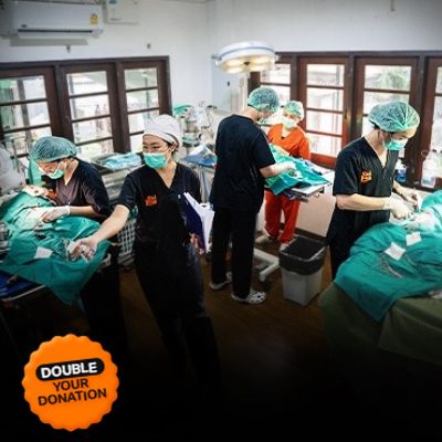 Vets in cramped surgery room