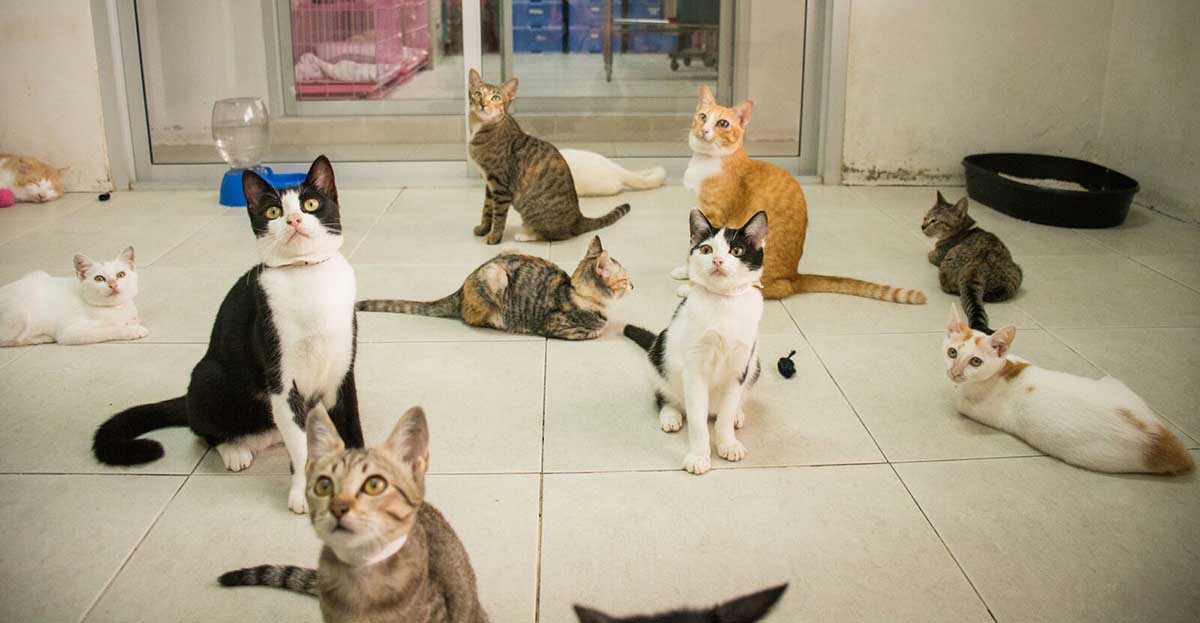 Cats For Adoption | Soi Dog Foundation