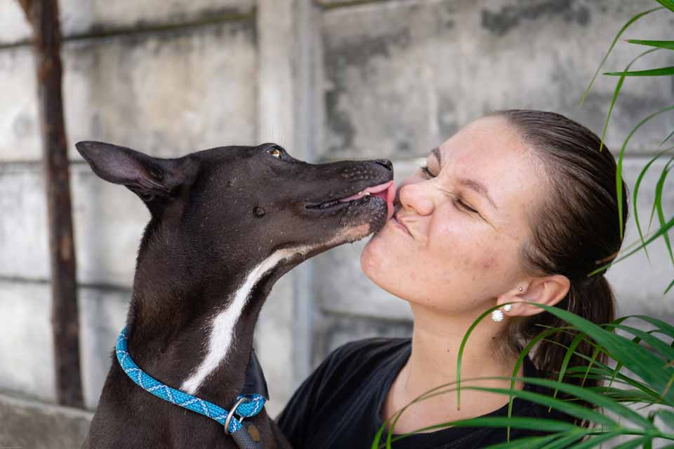 Adopt Phangnga | Soi Dog Foundation