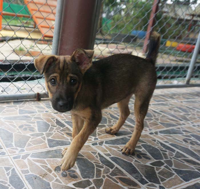 Adopt Odessa | Soi Dog Foundation