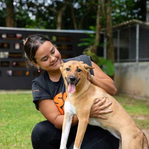 Adopt Omiyage | Soi Dog Foundation