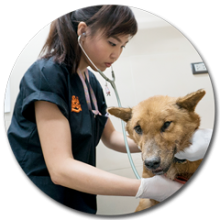 Soi Dog Foundation | Ending The Suffering Of Animals In Asia