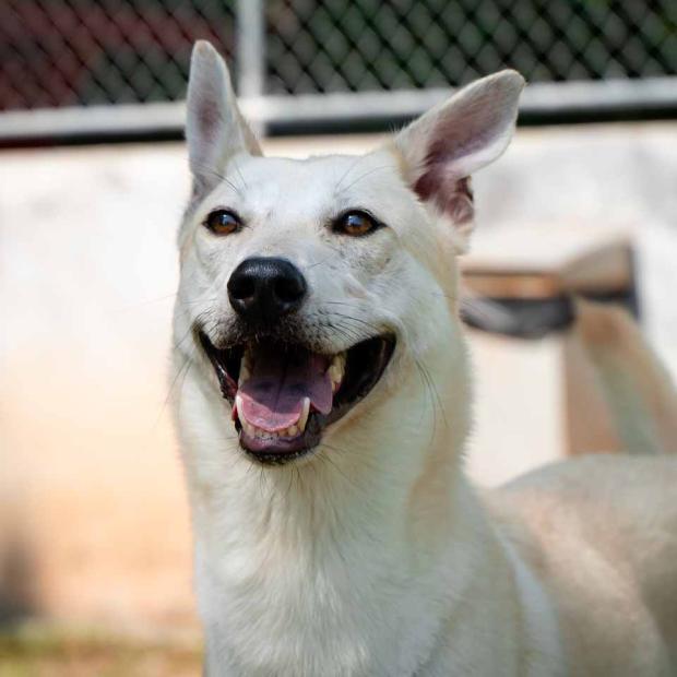 Adopt Chibolo | Soi Dog Foundation