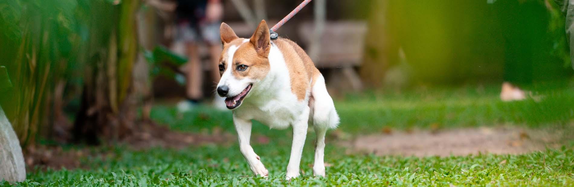 Adopt Musgrove | Soi Dog Foundation