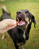 01-CardImage_DogTreats.jpg