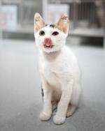 02-CardImage_CatTreats.jpg