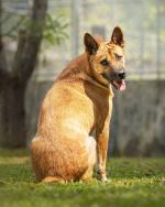 03-CardImage_DogFood&FeedRescue.jpg