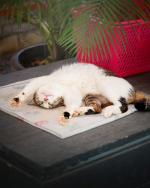 04-CardImage_CatFood&FeedRescue.jpg