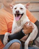 07-CardImage_DogCare_2.jpg
