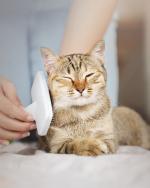 08-CardImage_CatCare.jpg