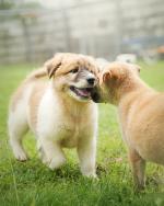 09-CardImage_PuppyCare.jpg