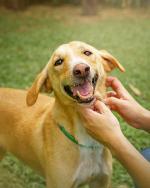 11-CardImage_VaccinateDog.jpg