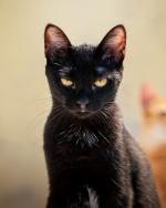 12-CardImage_VaccinateCat.jpg